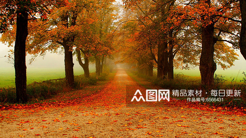 秋季红树林森林治愈风景摄影图素材