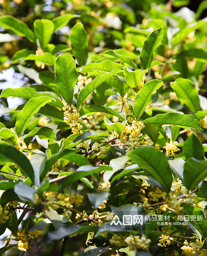 清新桂花花卉植物摄影图素材