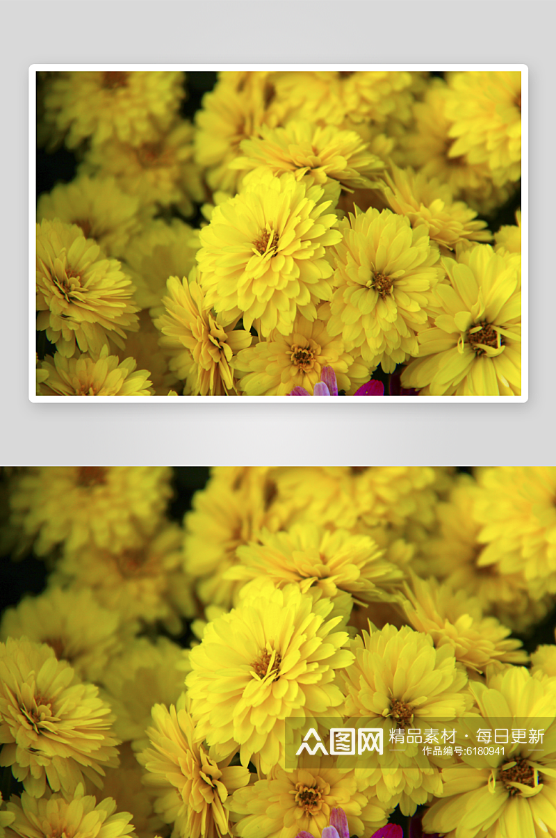 绚丽多彩菊花鲜花植物摄影图片素材