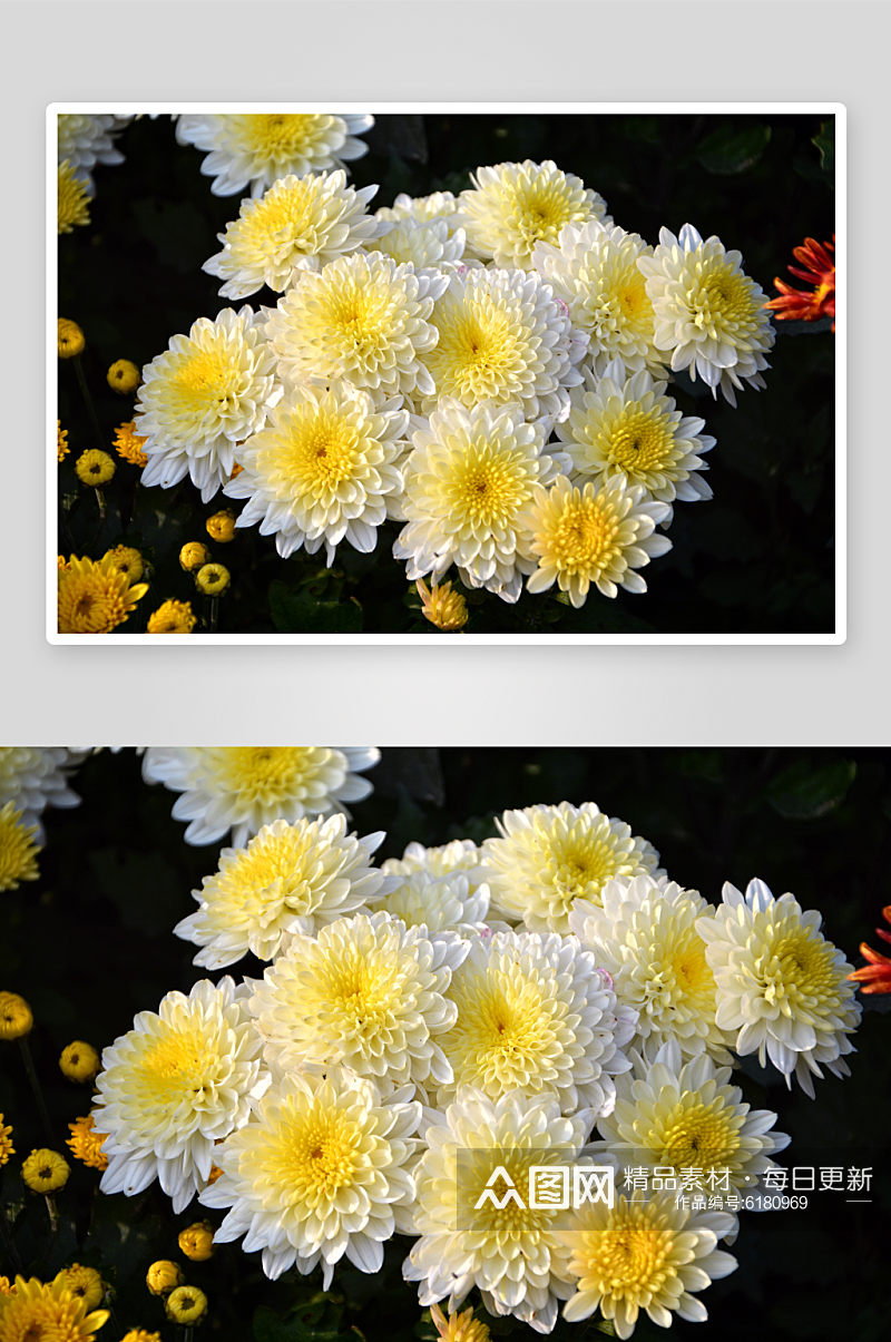 绚丽多彩菊花鲜花植物摄影图片素材