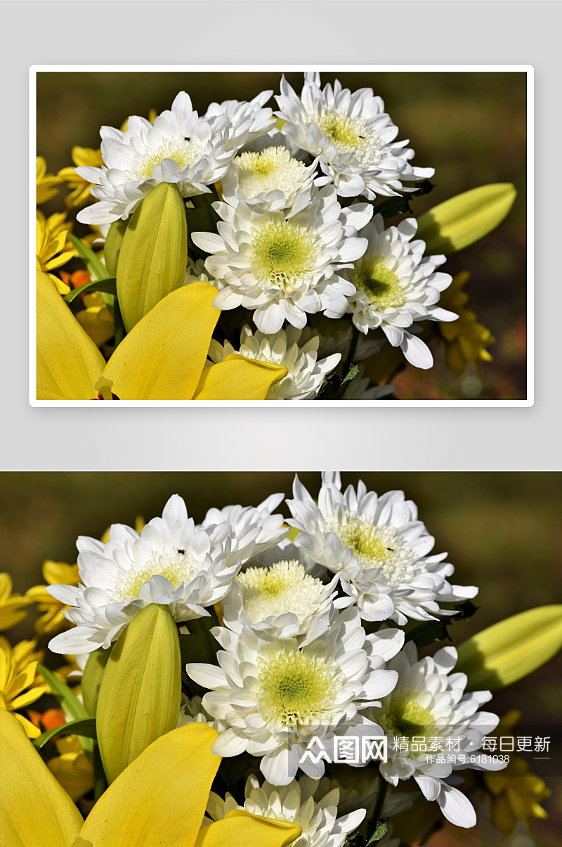 秀丽生动菊花鲜花植物摄影图片素材
