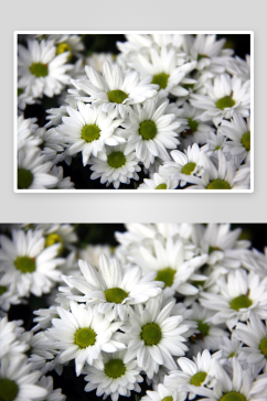 清新菊花花朵花卉植物摄影图片