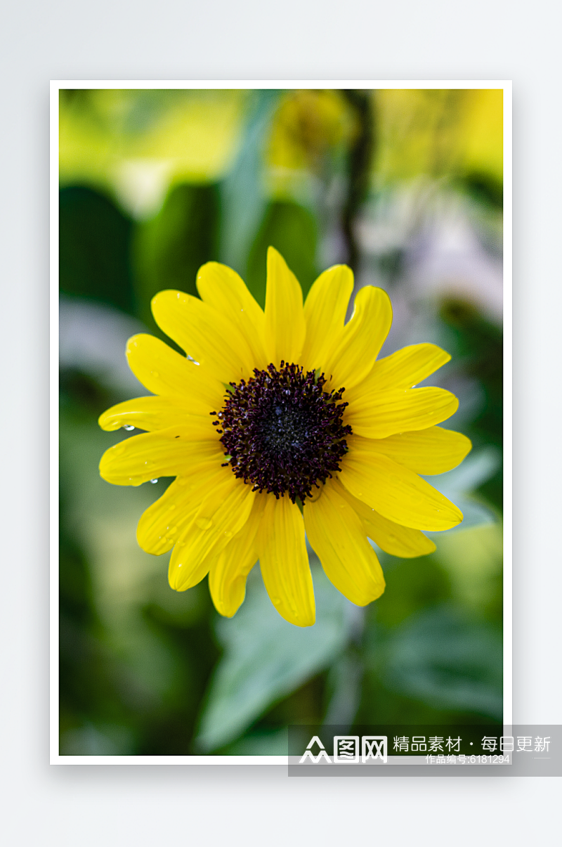 清新菊花花朵花卉植物摄影图片素材