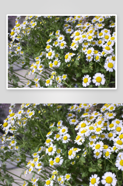 清新菊花花朵花卉植物摄影图片