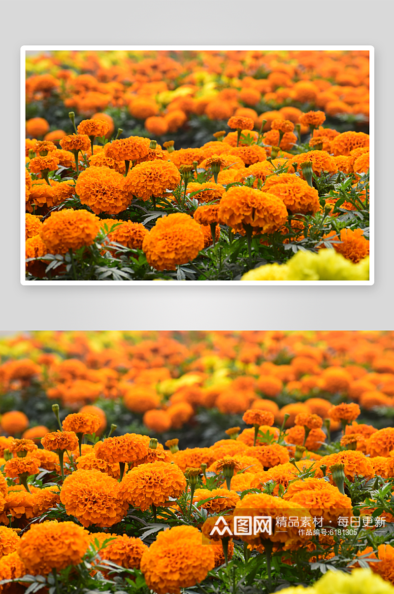 清新菊花花朵花卉植物摄影图片素材