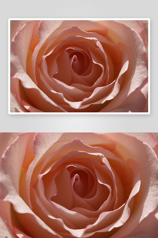 色彩鲜艳玫瑰花花朵摄影图片