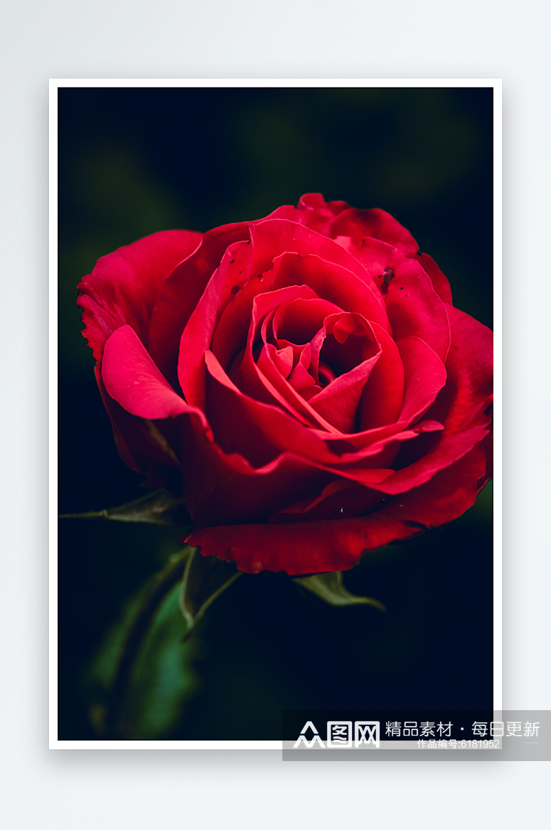 色彩鲜艳玫瑰花花朵摄影图片素材