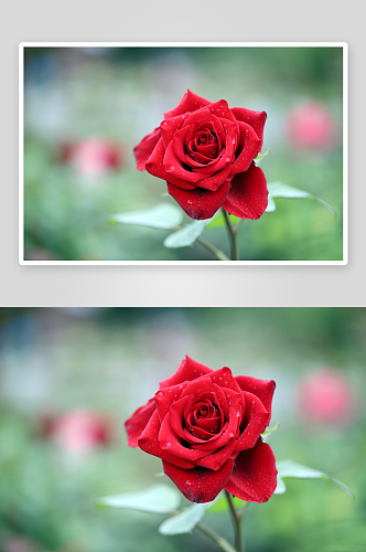 色彩鲜艳玫瑰花花朵摄影图片