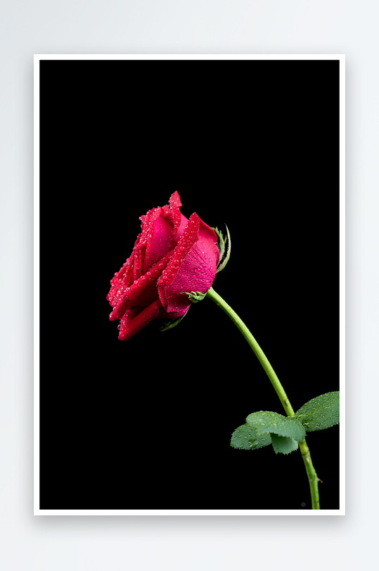 妩媚动人玫瑰花花朵摄影图片