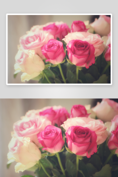 特写绽放玫瑰花花朵摄影图片