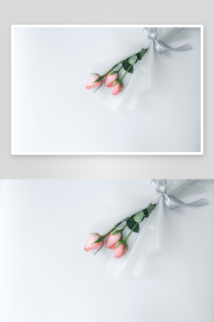 特写绽放玫瑰花花朵摄影图片