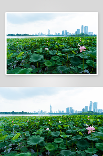 清新高洁荷花花卉植物景色摄影图图片