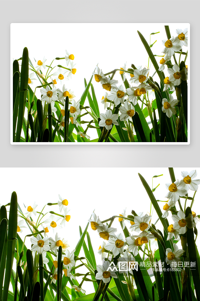 水仙花植物花草摄影图图片素材