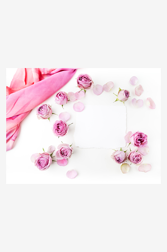 粉色玫瑰花卉摄影图图片