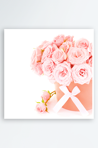 粉色玫瑰花卉摄影图图片