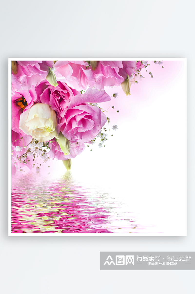 粉色玫瑰花卉摄影图图片素材