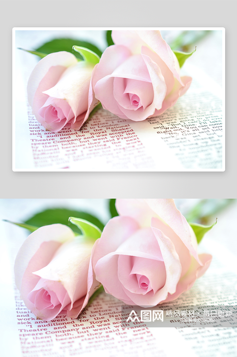 粉色玫瑰花卉摄影图图片素材