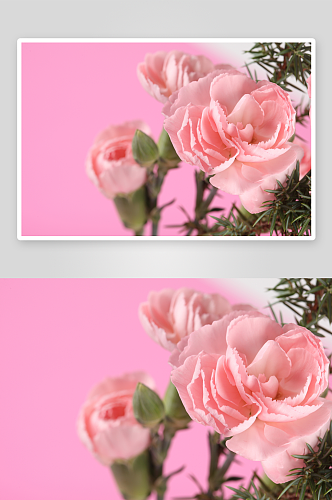 浪漫粉色玫瑰花卉摄影图图片