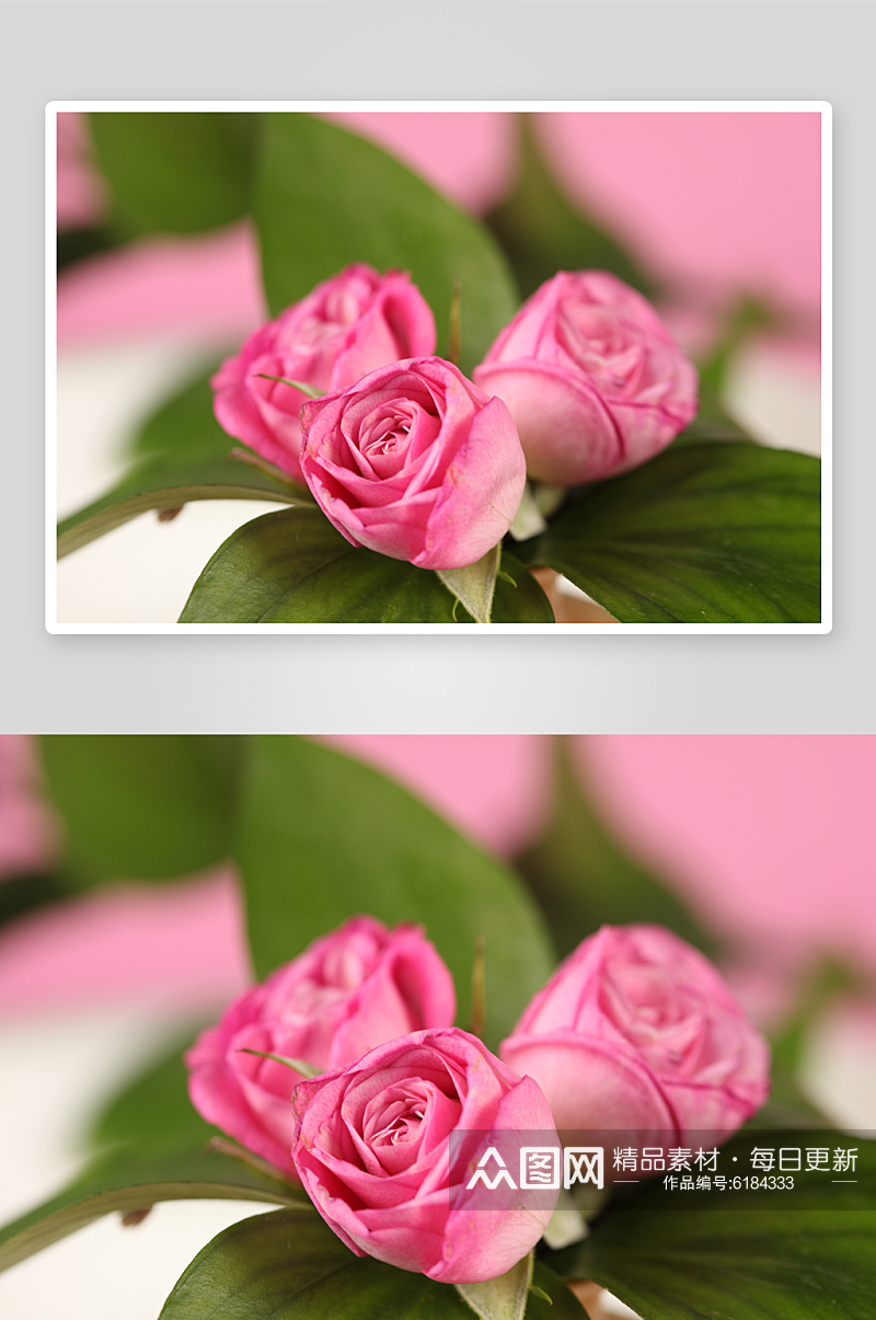 浪漫粉色玫瑰花卉摄影图图片素材