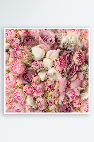 浪漫粉色玫瑰花卉摄影图图片