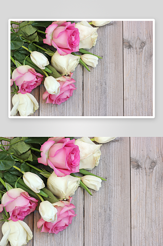 特写粉色玫瑰花卉摄影图图片