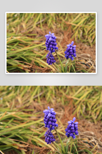 高清风信子自然花卉摄影图图片