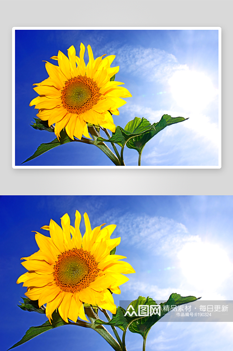 高清向日葵花卉摄影图图片素材
