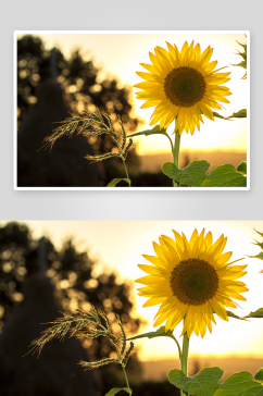 特写绽放向日葵花卉摄影图图片