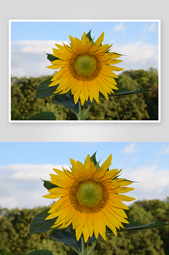 特写绽放向日葵花卉摄影图图片