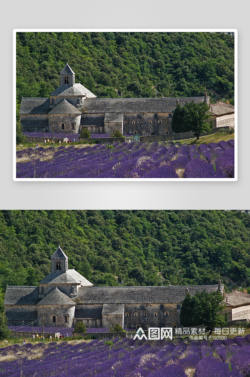 紫薰衣草花海花卉摄影图图片素材