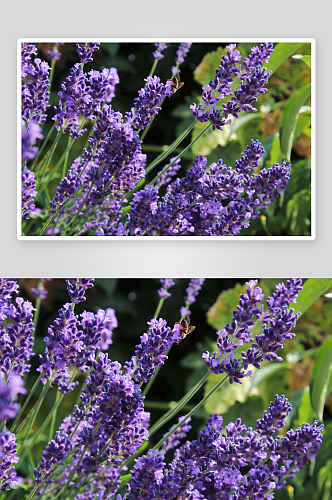 紫薰衣草花海花卉摄影图图片