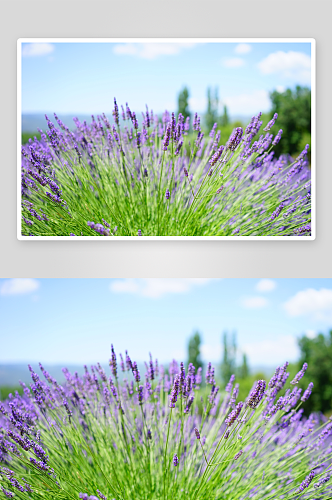 紫薰衣草花海花卉摄影图图片