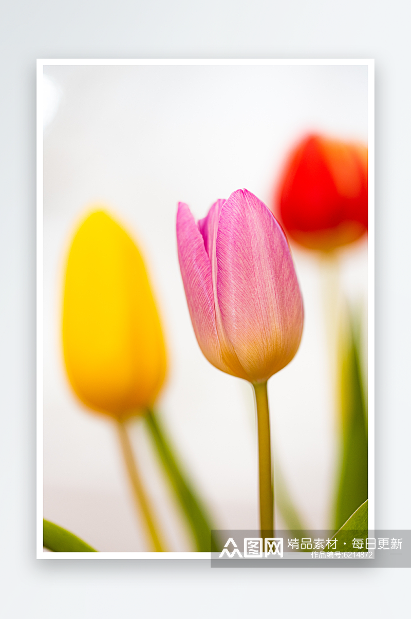 郁金香花卉植物花朵摄影图素材