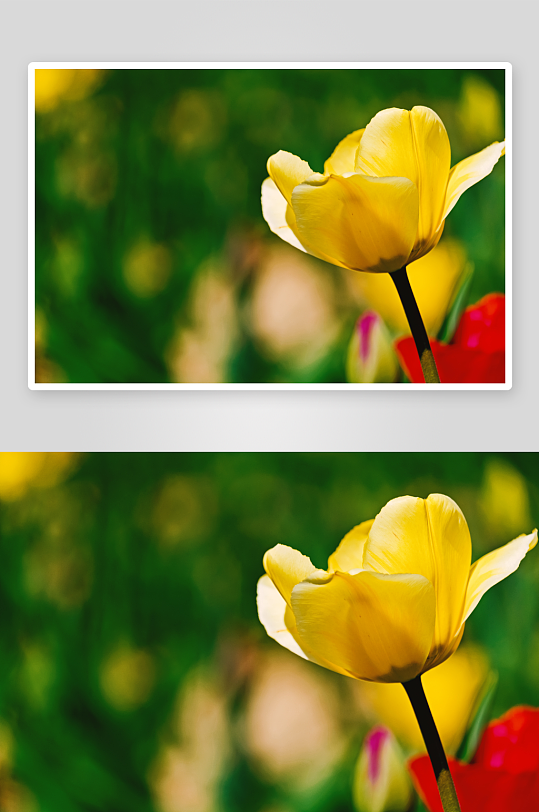 郁金香花卉植物花朵摄影图
