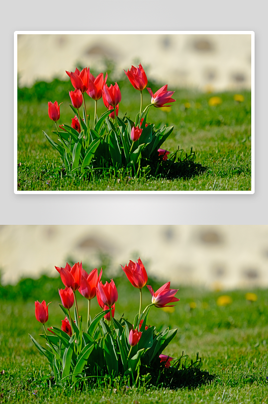 郁金香花卉植物花朵摄影图