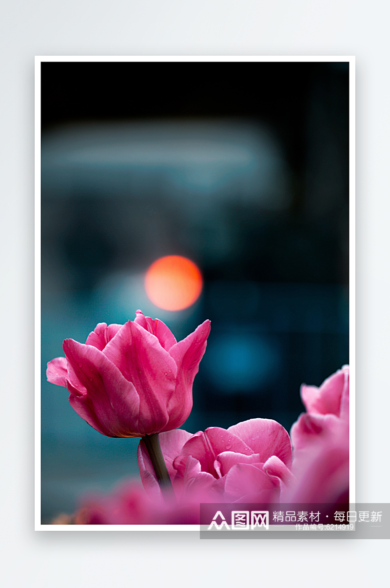 唯美郁金香花卉植物花朵摄影图素材