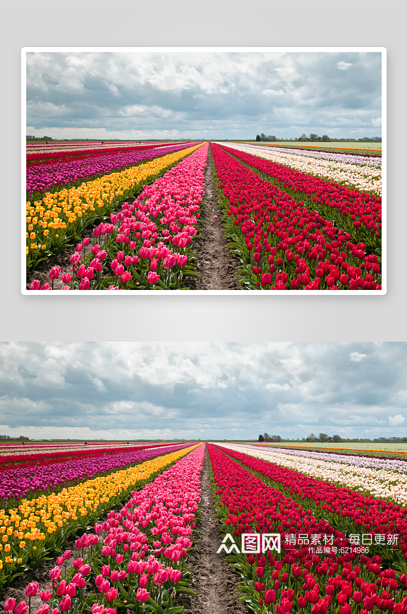 唯美郁金香花卉植物花朵摄影图素材