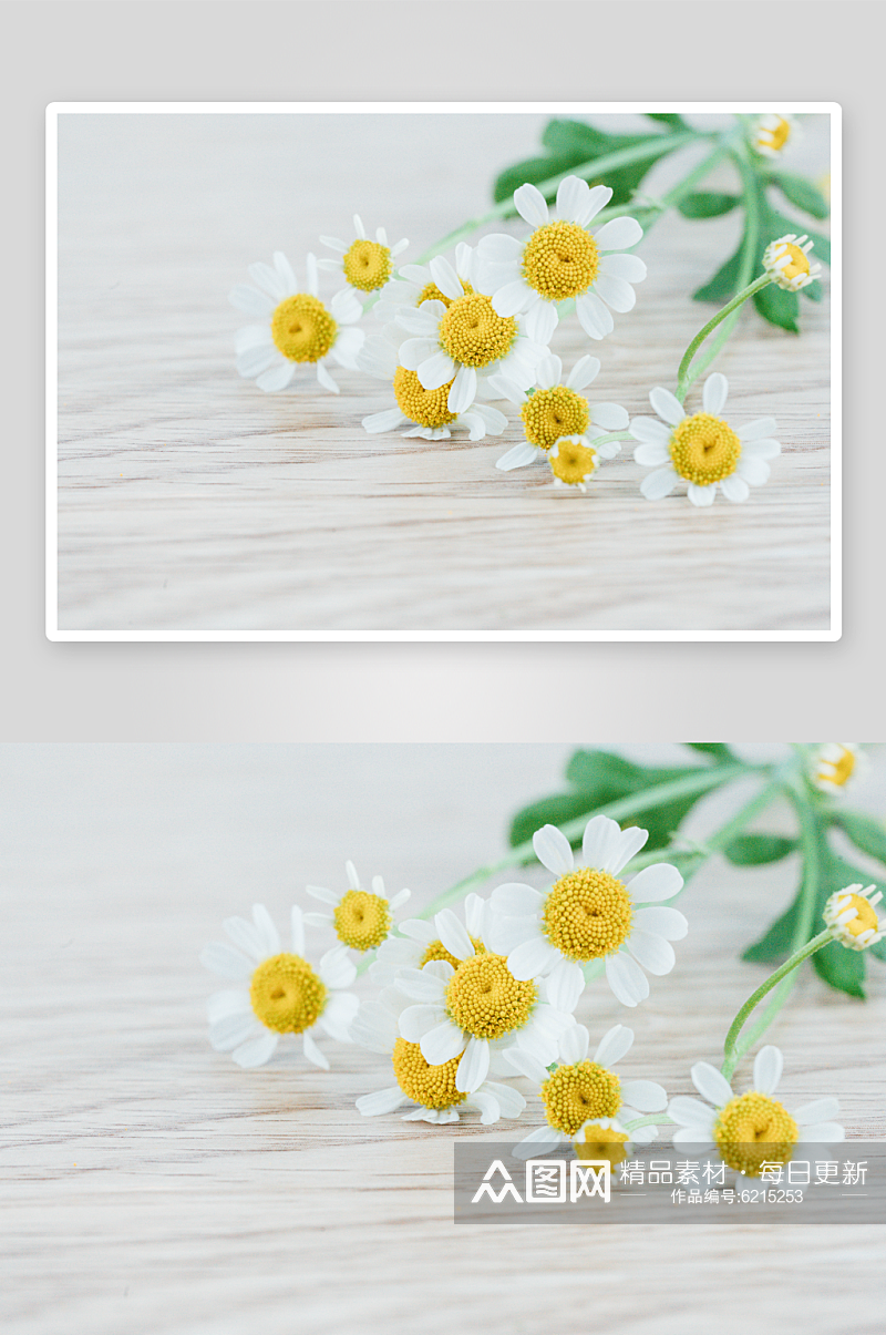 盛开菊花花卉植物花朵摄影图素材