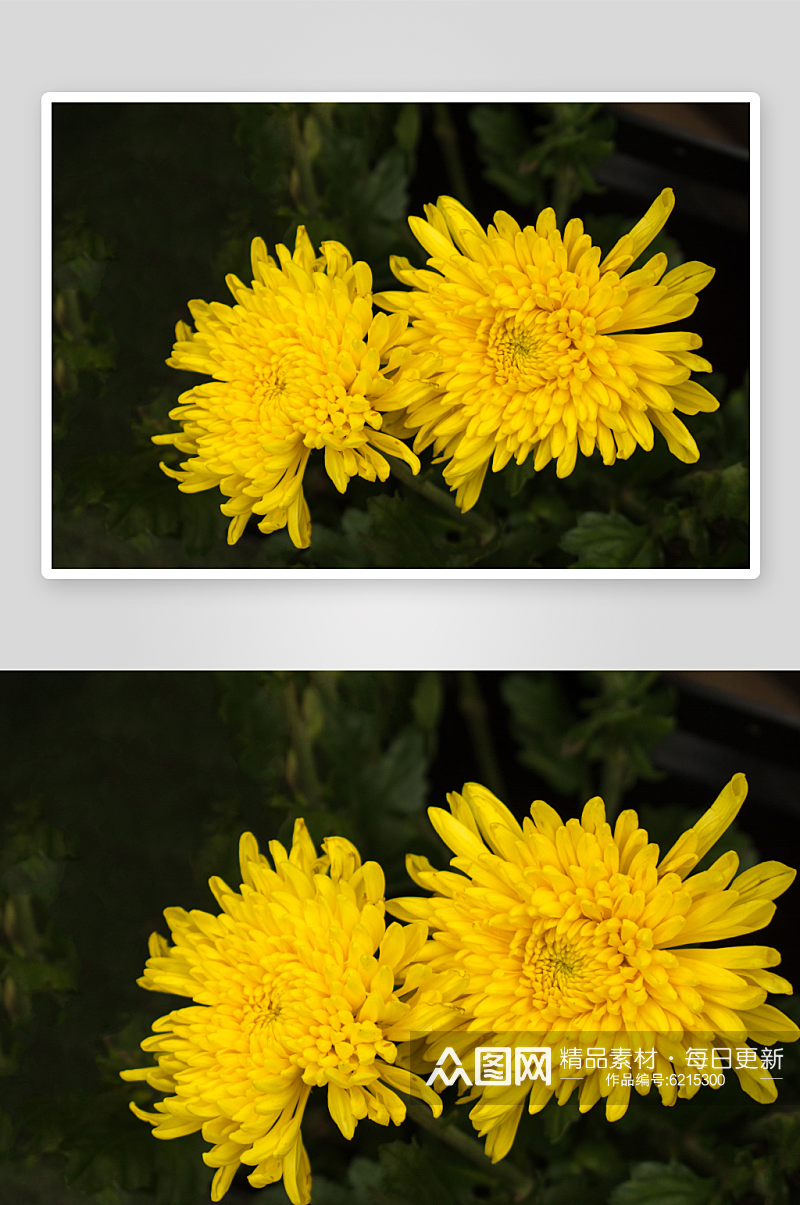 盛开菊花花卉植物花朵摄影图素材