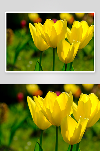 郁金香花海植物花朵摄影图