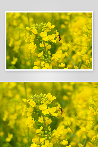 高清油菜花花海植物花朵摄影图