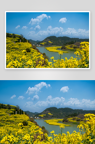 高清油菜花花海植物花朵摄影图