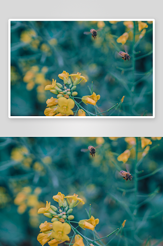 特写盛开油菜花花海植物花朵摄影图