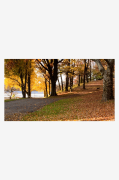 秋季红树林森林治愈风景摄影图
