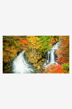秋季红树林森林治愈风景摄影图