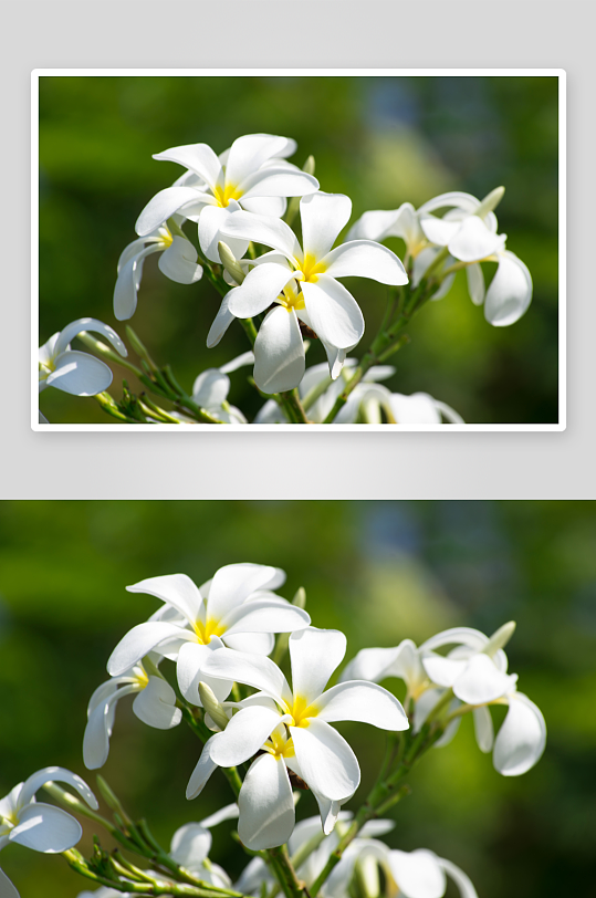 鸡蛋花花卉植物摄影图