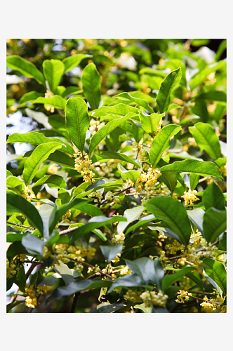 清新桂花花卉植物摄影图