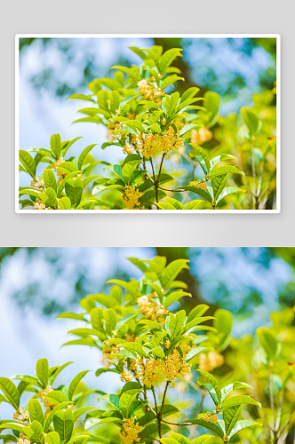 清新桂花花卉植物摄影图