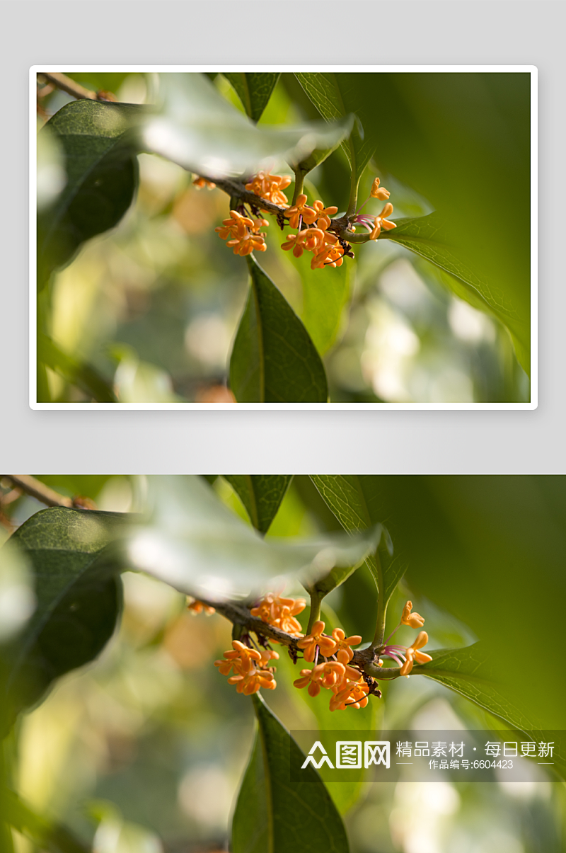清新桂花花卉植物摄影图素材