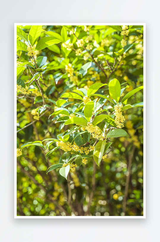 清新桂花花卉植物摄影图